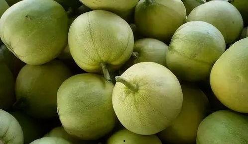 吃蜜瓜会苦,揭秘甜蜜背后的苦涩真相