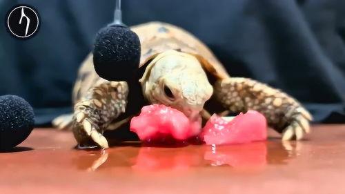 吃瓜小乌龟的视频,揭秘娱乐圈幕后故事