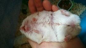 吃老鼠崽的瓜,揭秘神秘食俗背后的故事