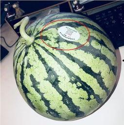 吐鲁番头茬瓜怎么吃,吐鲁番头茬瓜的多样食法探索