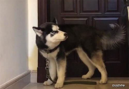 哈士奇莽夫吃瓜,笑料横生萌态十足