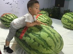 咸阳吃瓜群众事件,网络舆论的风暴与反思