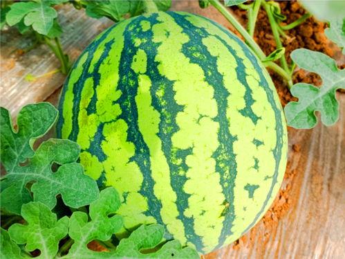 网上哪里可以吃瓜,盘点各大热门吃瓜平台