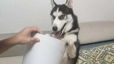 哈士奇可以吃哈密瓜,揭秘哈士奇与哈密瓜的奇妙邂逅