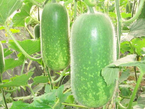 笨笨吃瓜视频大全