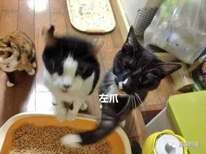 吃瓜打架被揍,打架被揍的尴尬经历