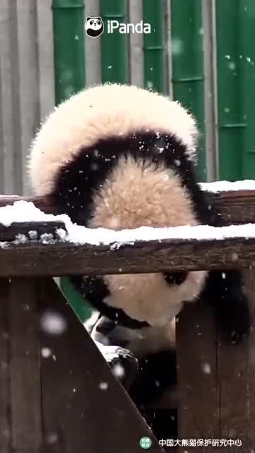 吃瓜小熊苦难,勇敢面对生活的挑战