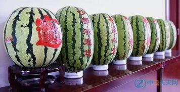 常德砂瓜怎么吃,夏日消暑美食的多样吃法探索