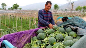城关区街道吃瓜,夏日吃瓜盛宴，品味生活百态