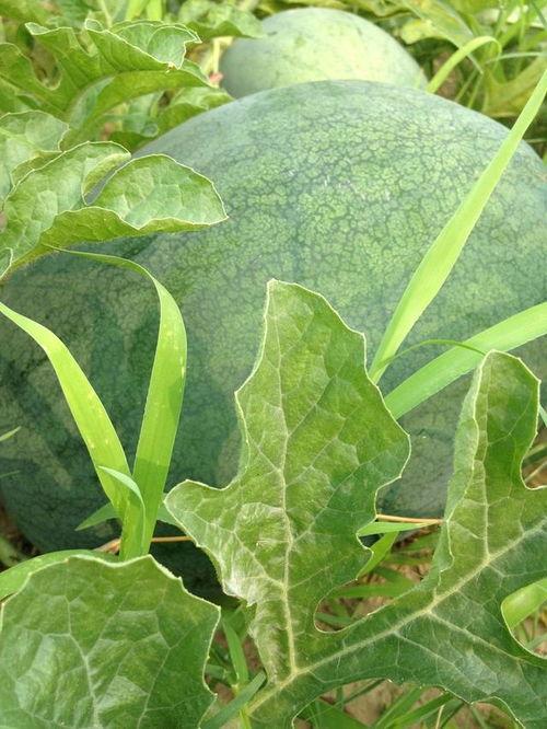 菜地里摘瓜直接吃,菜地摘瓜即食体验