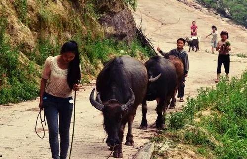 作者放牛吃瓜的作品,探寻乡村生活的诗意与哲理