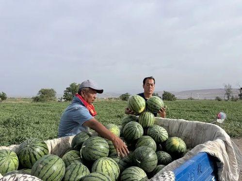 原野吃瓜,揭秘农村生活的甜蜜与苦涩