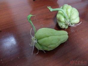 佛手瓜发芽了可以吃吗,还能安全食用吗？揭秘发芽佛手瓜的食用安全