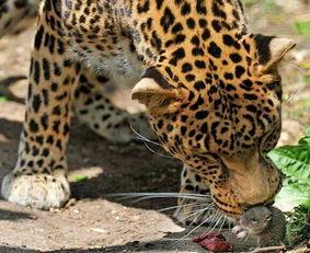 吃瓜盟主驰豹,吃瓜盟主的风云崛起之路