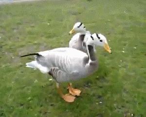 吃瓜鸭游戏,趣味横生的休闲游戏体验之旅