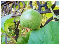 网友今年吃瓜,2023年度网友吃瓜大事件盘点