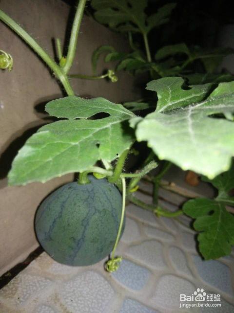 长瓜里面的籽可以吃吗,可食用之谜揭秘