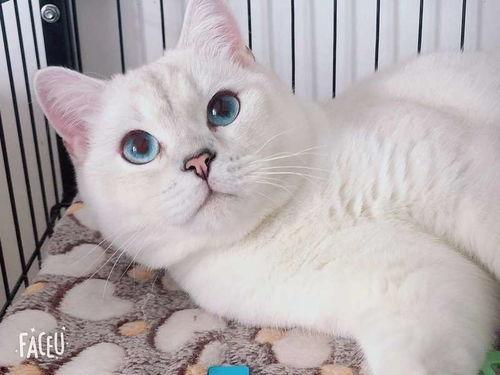 银点吃瓜后续,揭秘娱乐圈风云再起