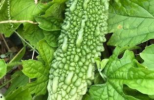 带你吃瓜的鸟语,带你领略“带你吃瓜的鸟语”的独特魅力