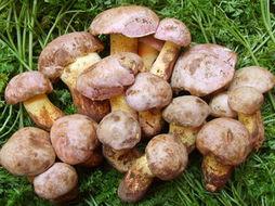 密逃吃瓜菌,揭秘娱乐圈背后的秘密与八卦