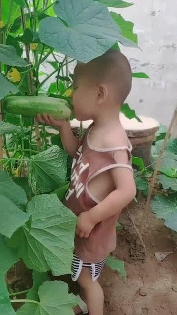 天天吃瓜吃不完的新鲜大瓜,天天吃瓜，新鲜大瓜源源不断