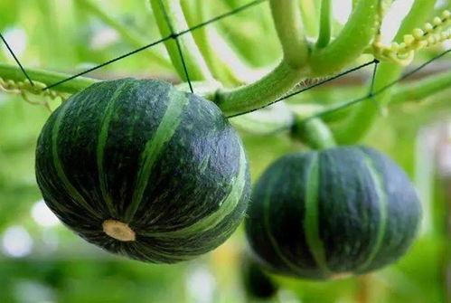 最近长垣吃瓜,揭秘背后真相与网络舆论的力量